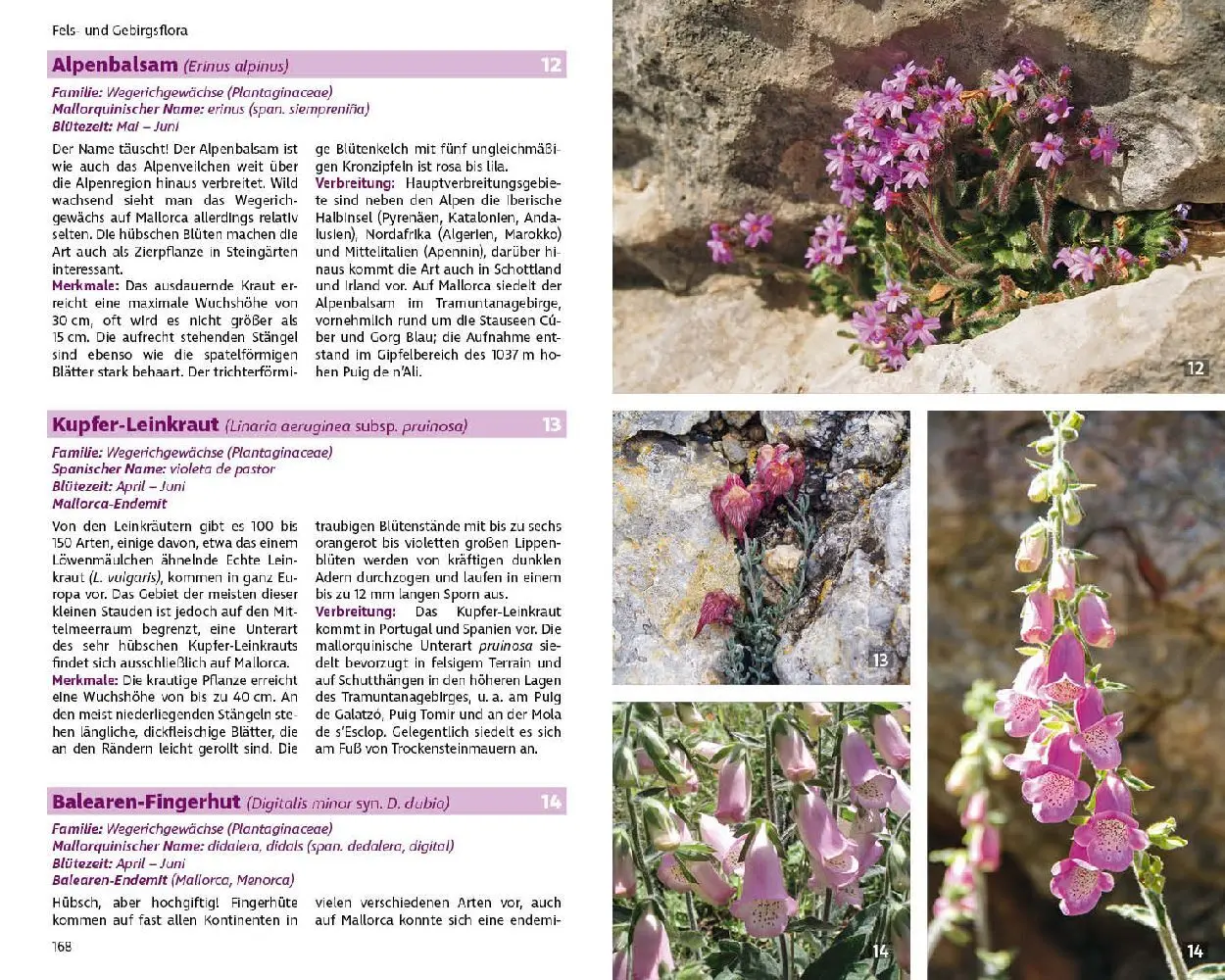 Bild: 9783763361076 | Mallorcas Flora | Rolf Goetz | Taschenbuch | 264 S. | Deutsch | 2023