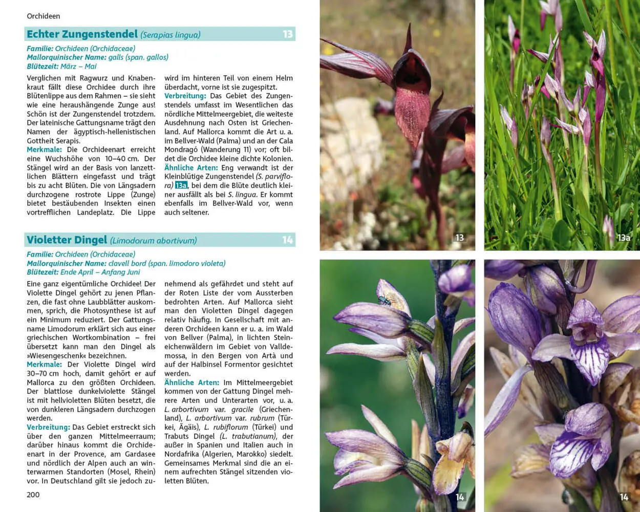 Bild: 9783763361076 | Mallorcas Flora | Rolf Goetz | Taschenbuch | 264 S. | Deutsch | 2023