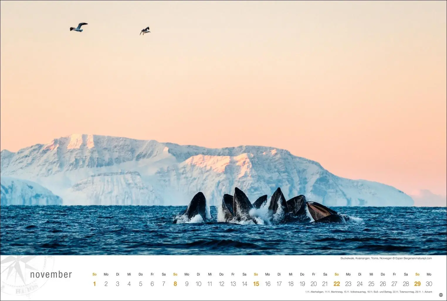 Bild: 9783756411276 | Hurtigruten Globetrotter Kalender 2026 - Von unberührten Fjorden...