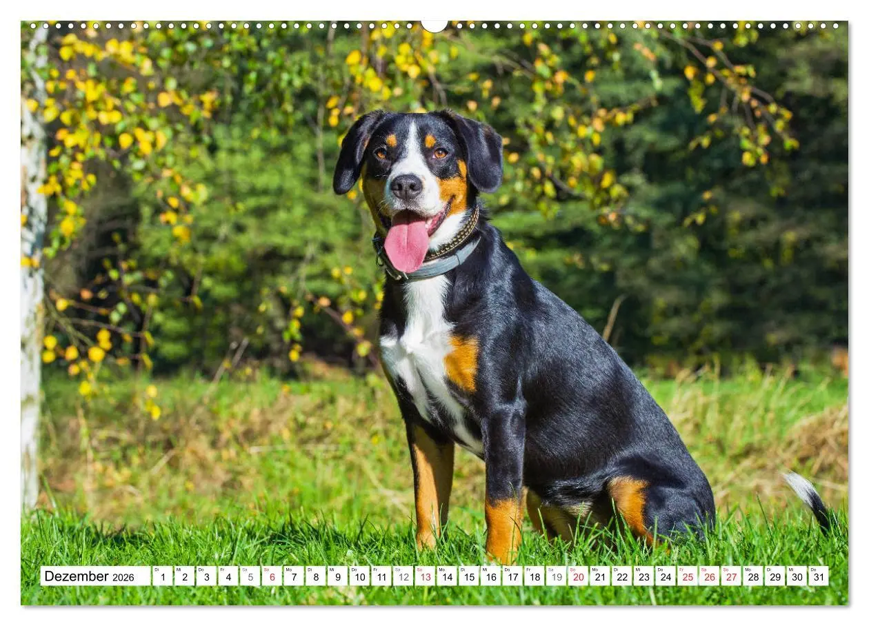 Bild: 9783457721476 | Schweizer Sennenhunde - die Hunde aus den Schweizer Alpen...