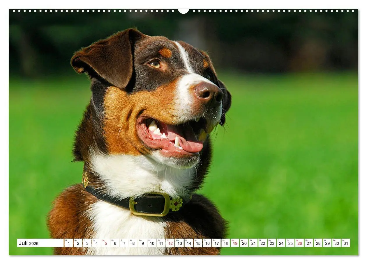 Bild: 9783457721476 | Schweizer Sennenhunde - die Hunde aus den Schweizer Alpen...