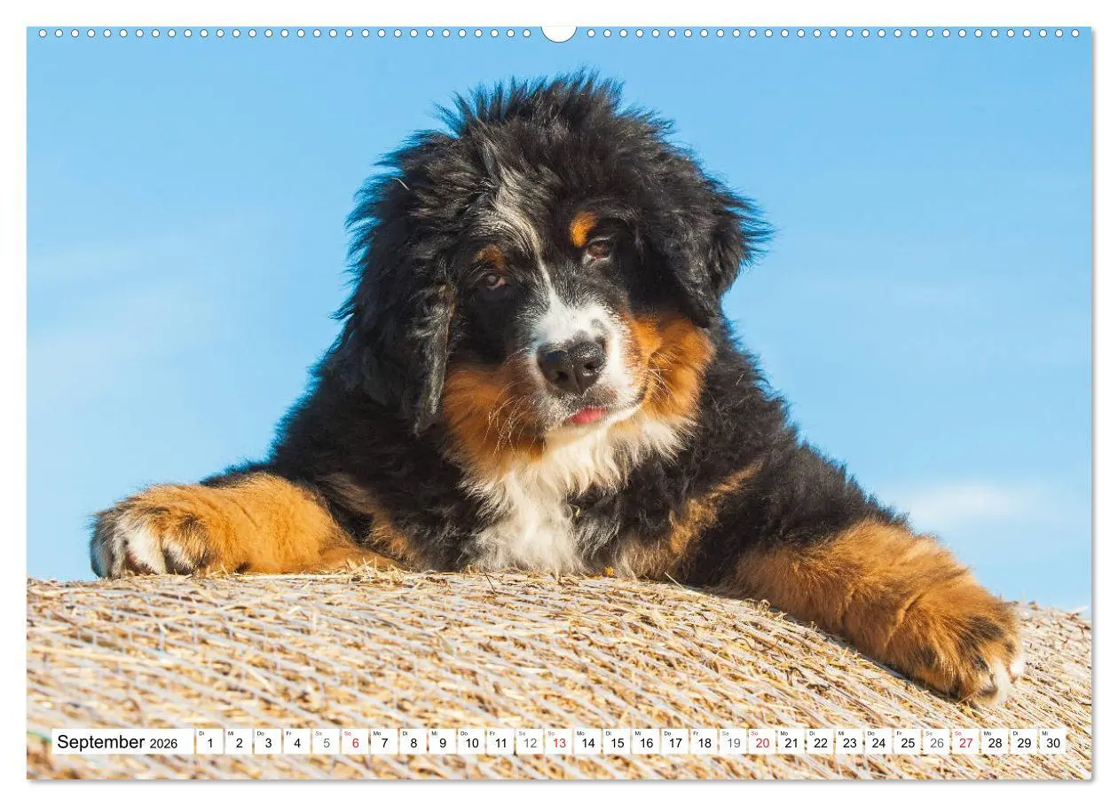 Bild: 9783457721476 | Schweizer Sennenhunde - die Hunde aus den Schweizer Alpen...