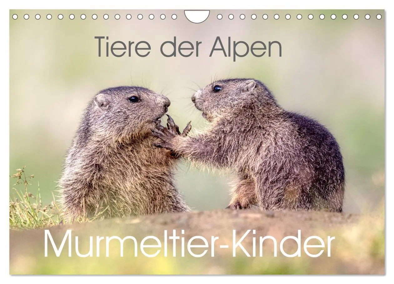 Cover: 9783457321676 | Tiere der Alpen - Murmeltier-Kinder (Wandkalender 2026 DIN A4...