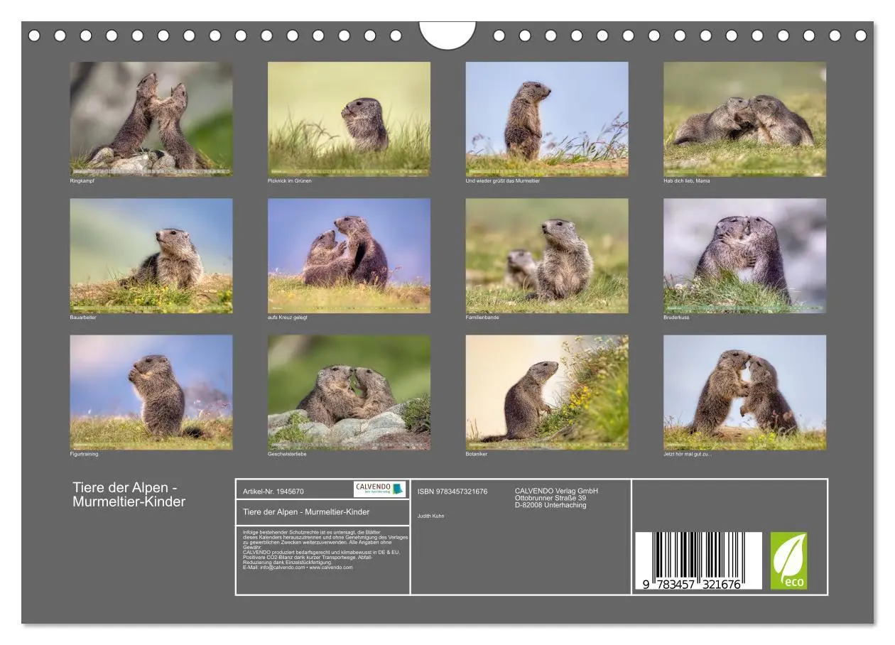 Bild: 9783457321676 | Tiere der Alpen - Murmeltier-Kinder (Wandkalender 2026 DIN A4...