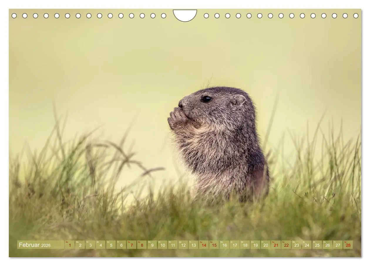 Bild: 9783457321676 | Tiere der Alpen - Murmeltier-Kinder (Wandkalender 2026 DIN A4...