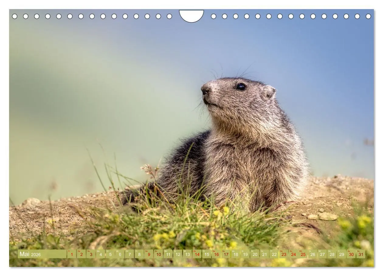 Bild: 9783457321676 | Tiere der Alpen - Murmeltier-Kinder (Wandkalender 2026 DIN A4...