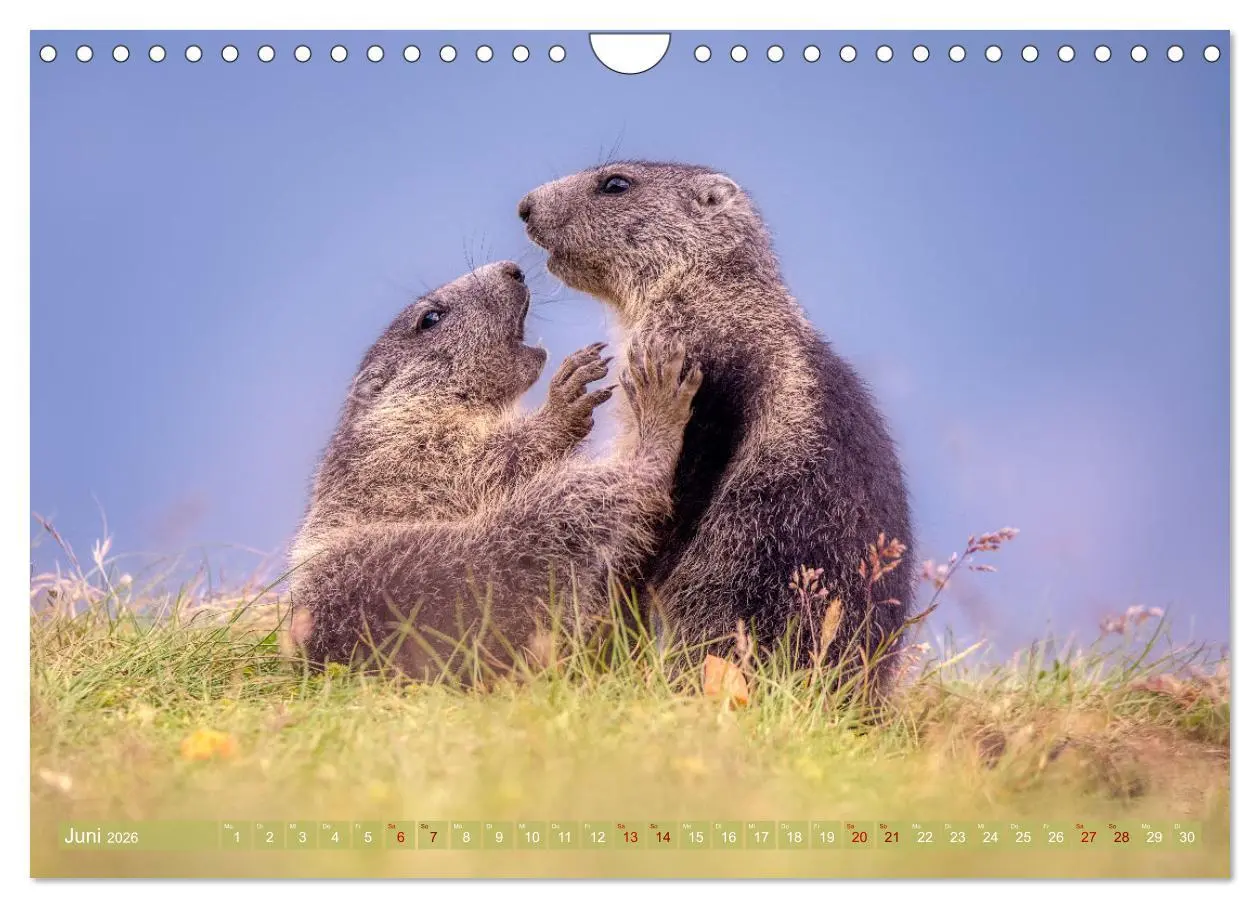 Bild: 9783457321676 | Tiere der Alpen - Murmeltier-Kinder (Wandkalender 2026 DIN A4...