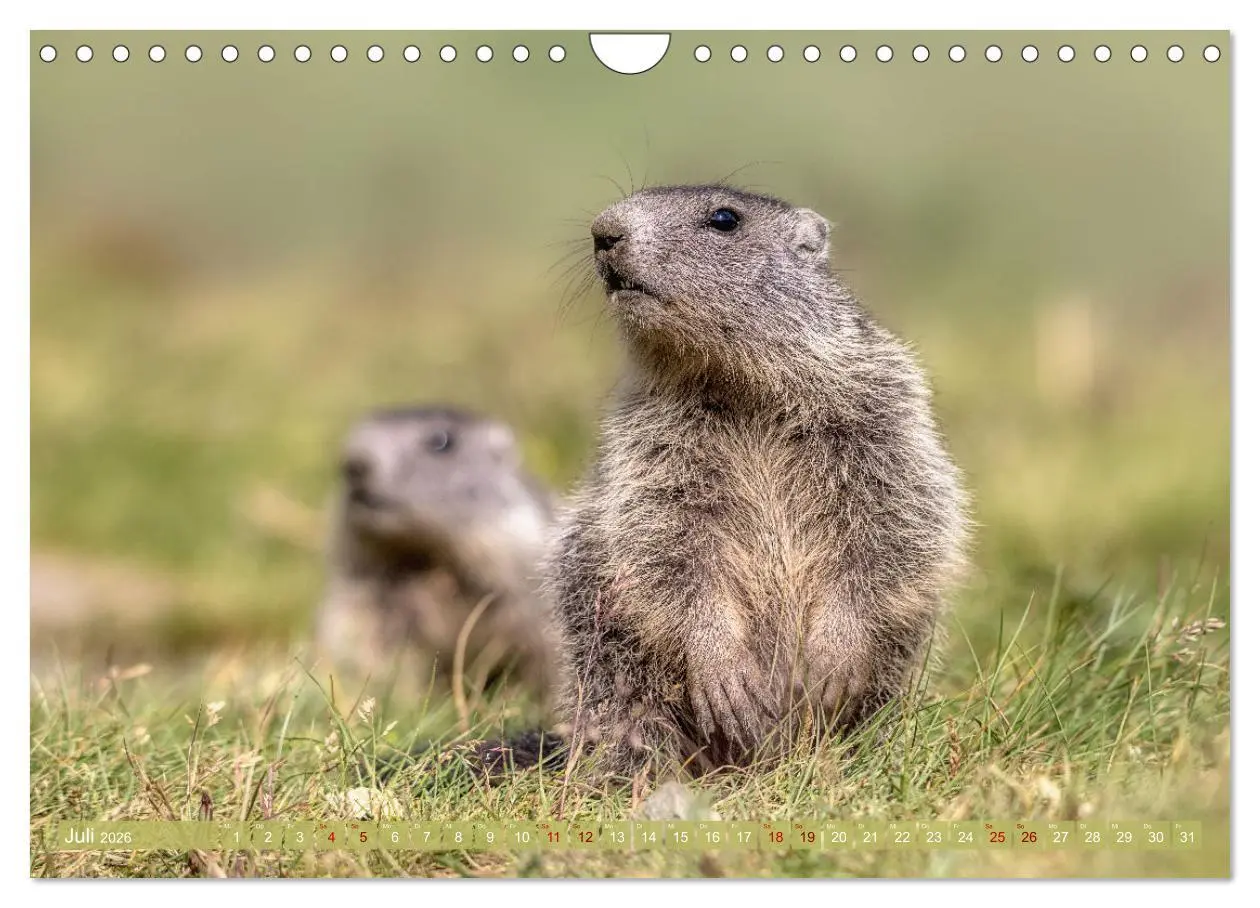 Bild: 9783457321676 | Tiere der Alpen - Murmeltier-Kinder (Wandkalender 2026 DIN A4...
