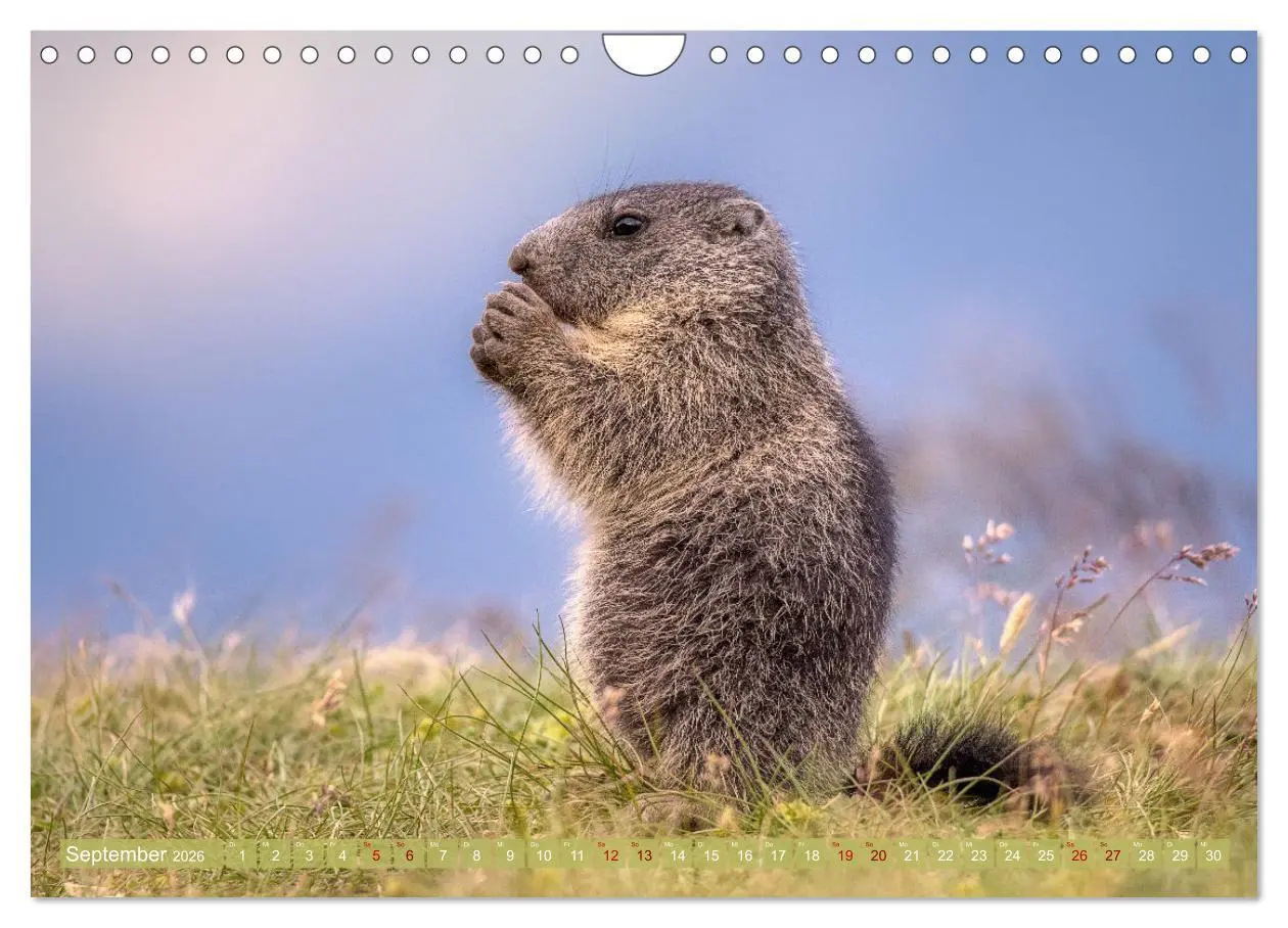 Bild: 9783457321676 | Tiere der Alpen - Murmeltier-Kinder (Wandkalender 2026 DIN A4...