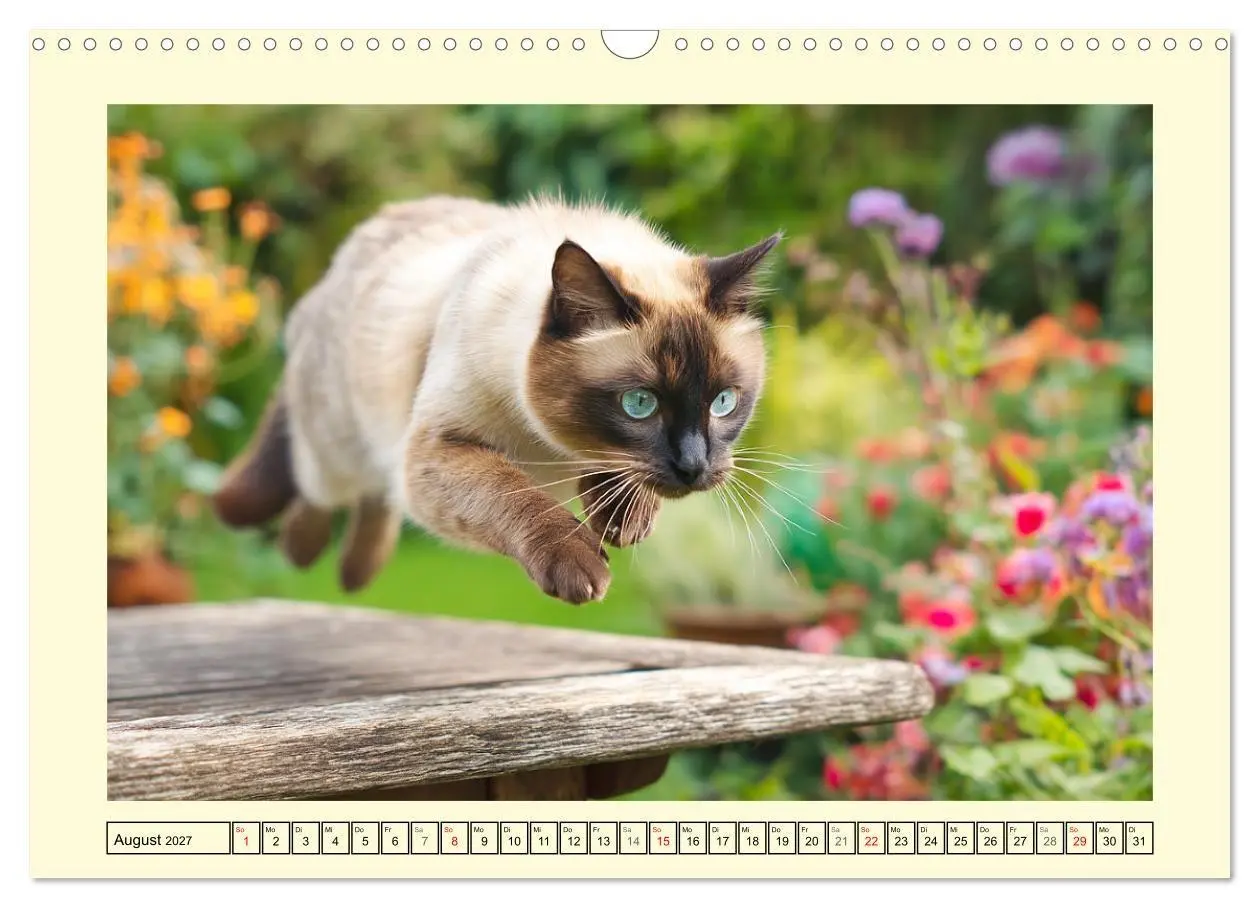 Bild: 9783516951776 | Edle Siamkatzen. Anmut und Charakter im Spiel mit der Natur...