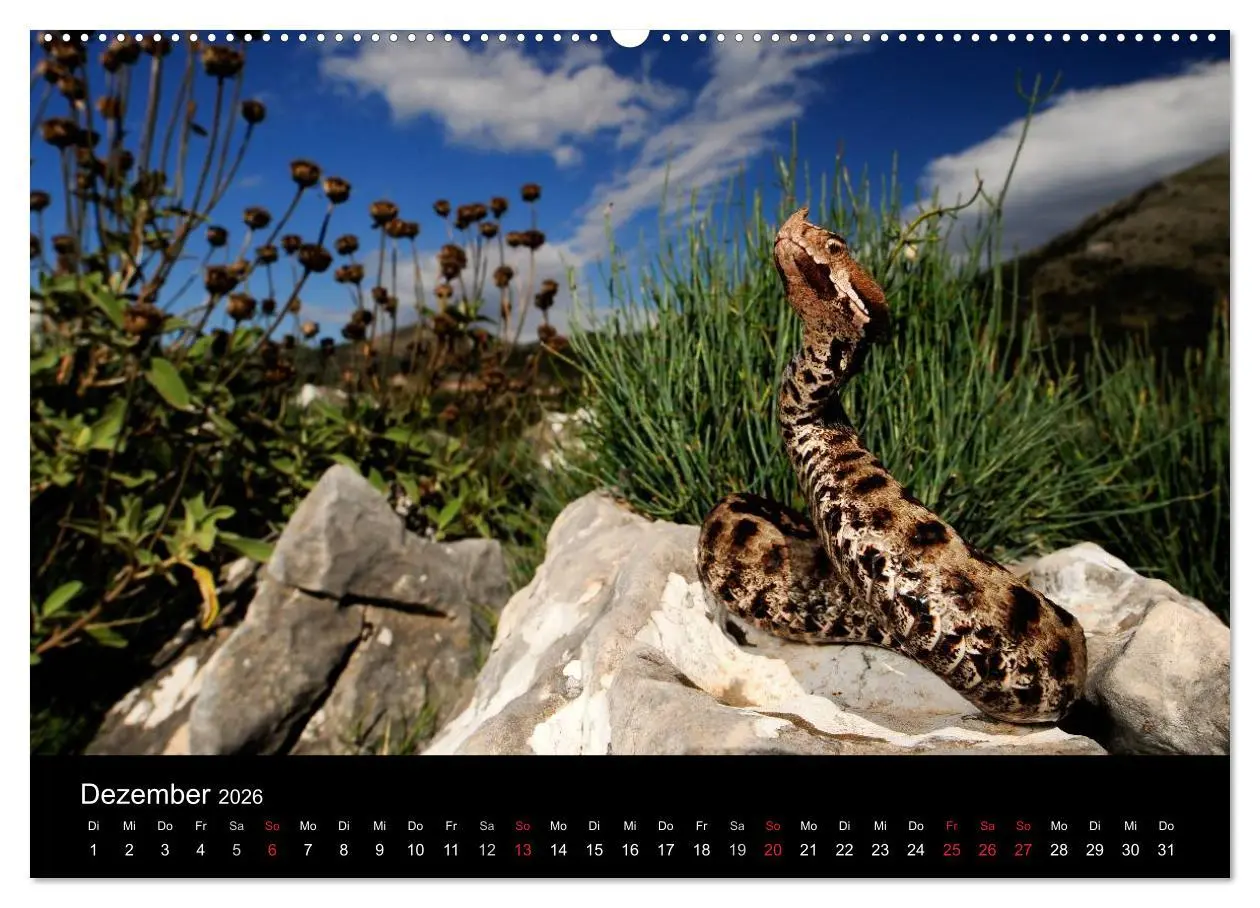 Bild: 9783516171976 | REPTILIEN (Wandkalender 2026 DIN A2 quer), CALVENDO Monatskalender
