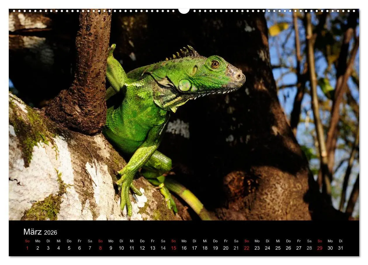 Bild: 9783516171976 | REPTILIEN (Wandkalender 2026 DIN A2 quer), CALVENDO Monatskalender
