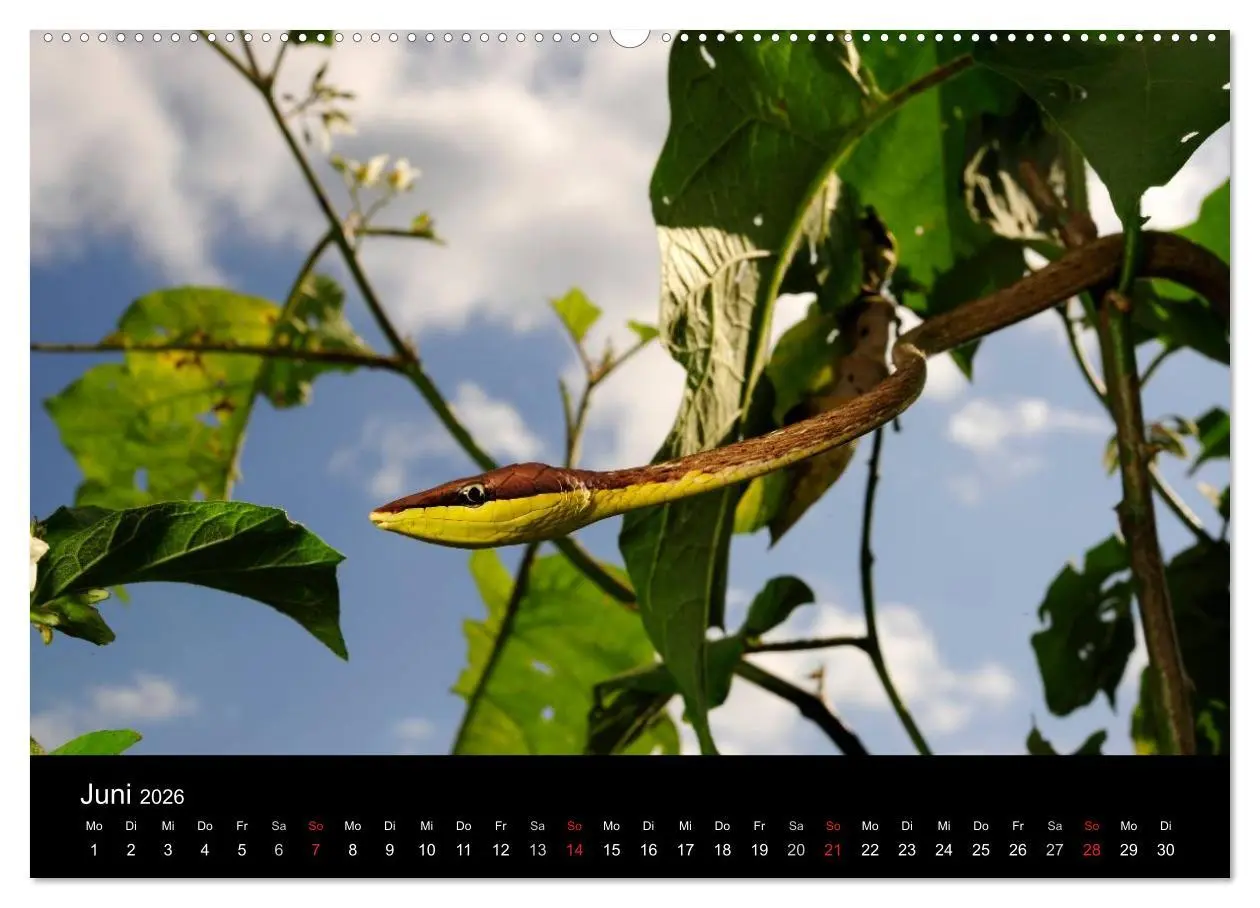 Bild: 9783516171976 | REPTILIEN (Wandkalender 2026 DIN A2 quer), CALVENDO Monatskalender