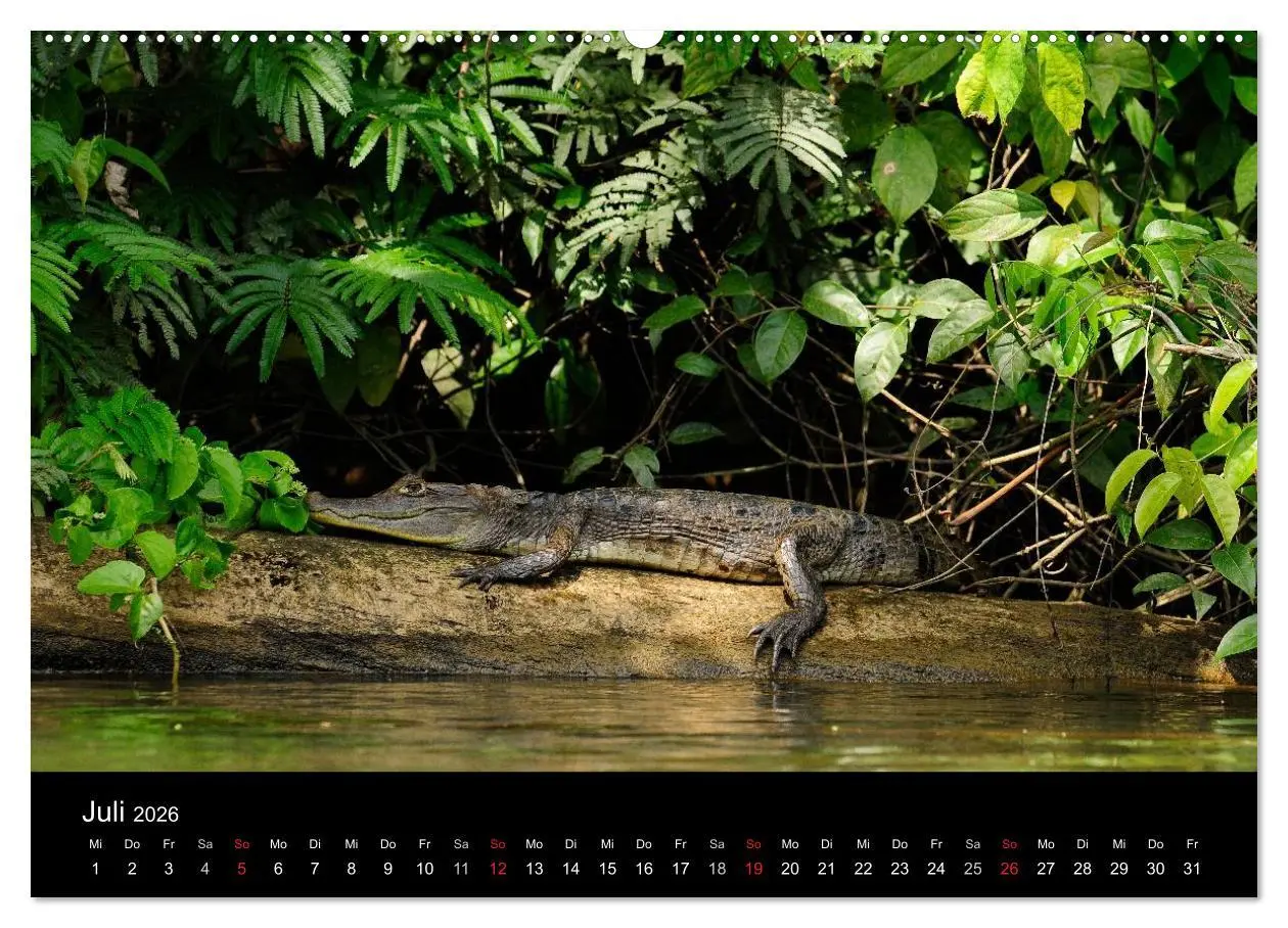 Bild: 9783516171976 | REPTILIEN (Wandkalender 2026 DIN A2 quer), CALVENDO Monatskalender