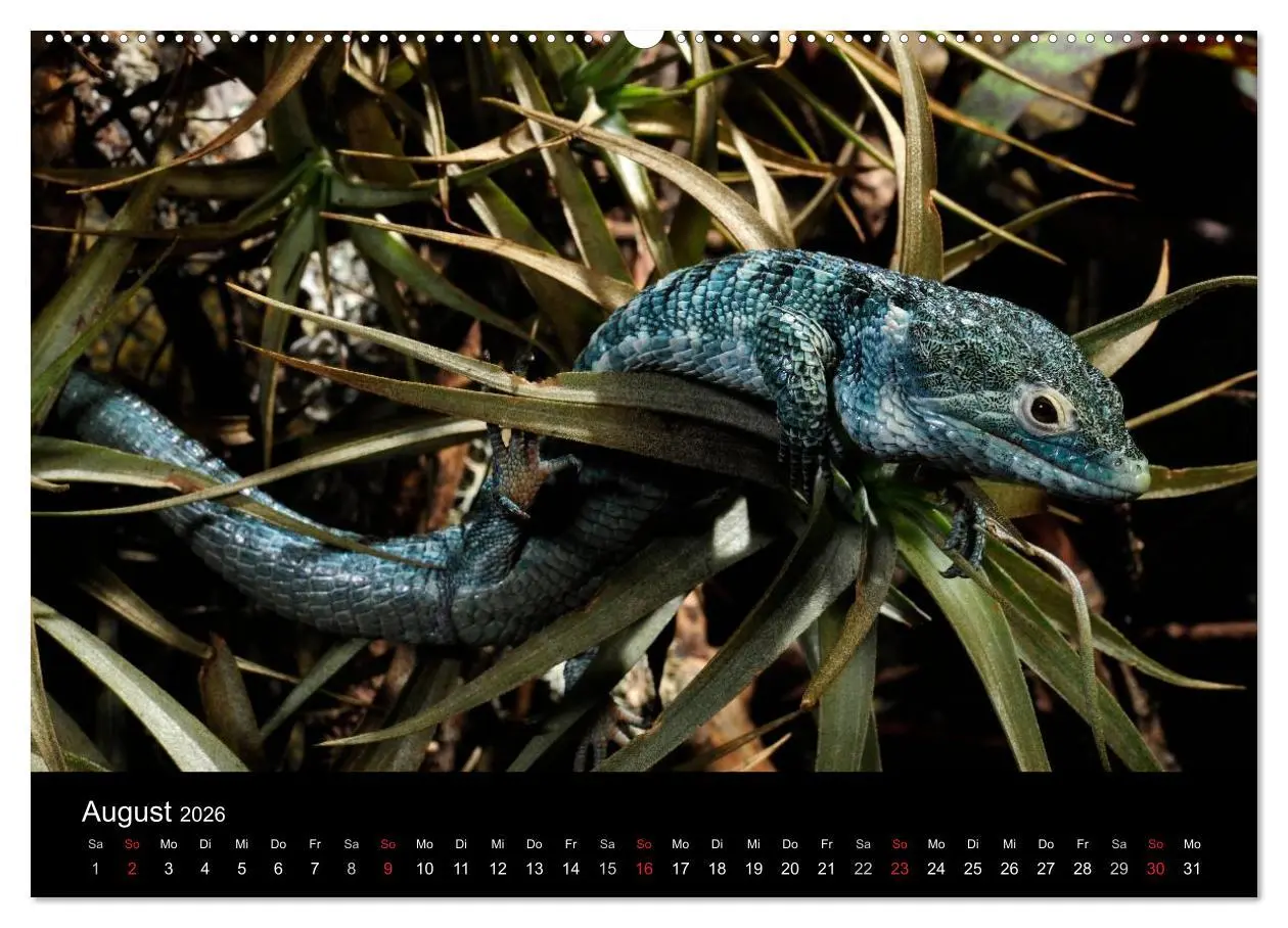 Bild: 9783516171976 | REPTILIEN (Wandkalender 2026 DIN A2 quer), CALVENDO Monatskalender