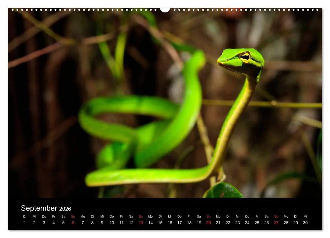 Bild: 9783516171976 | REPTILIEN (Wandkalender 2026 DIN A2 quer), CALVENDO Monatskalender
