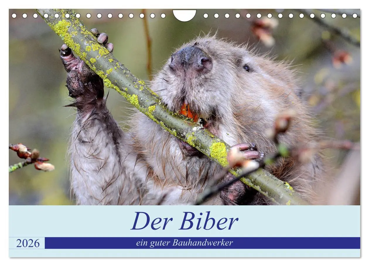 Cover: 9783457732076 | Der Biber, ein guter Bauhandwerker (Wandkalender 2026 DIN A4 quer),...