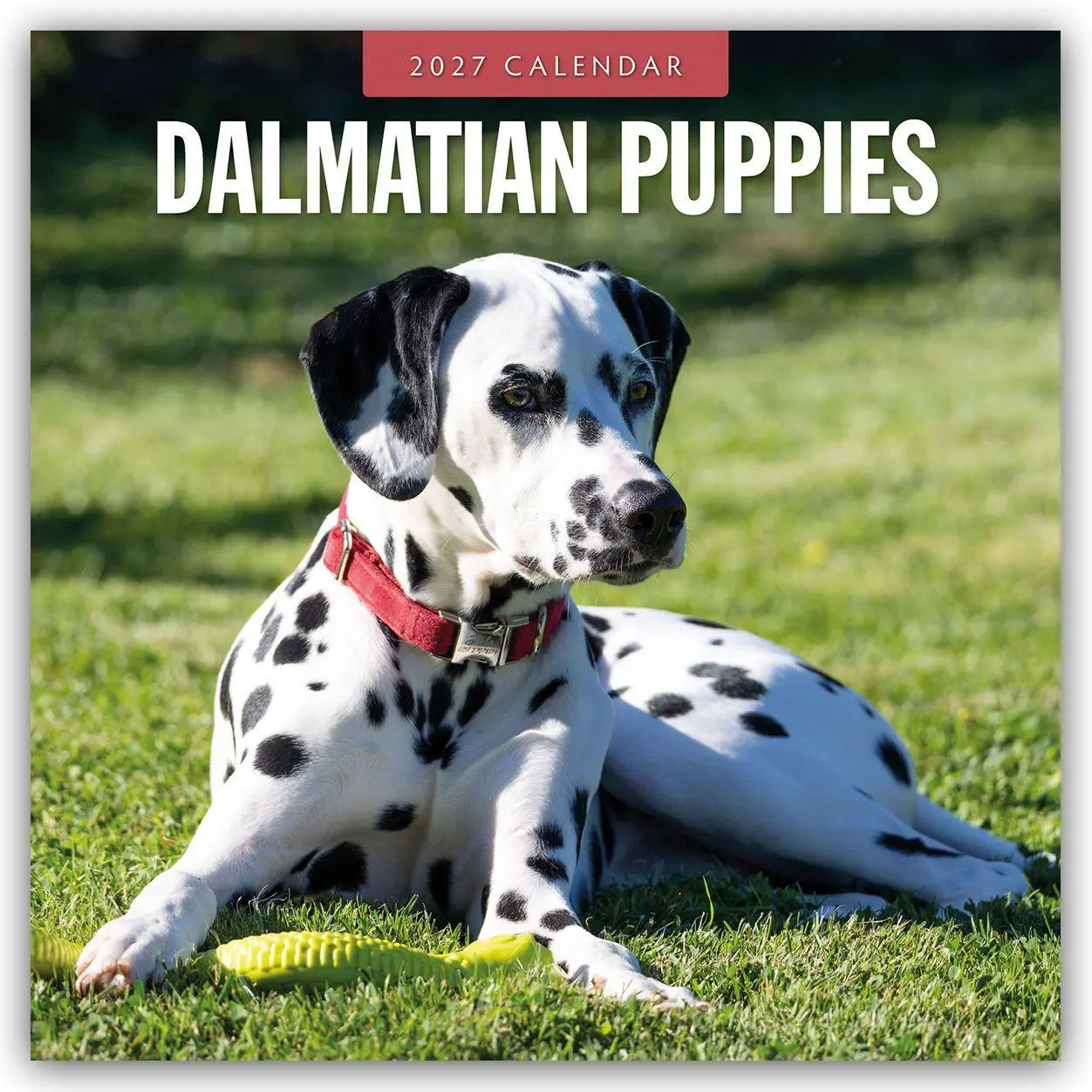 Cover: 9781837012176 | Dalmatian Puppies - Dalmatiner Welpen 2027 - 16-Monatskalender | Red