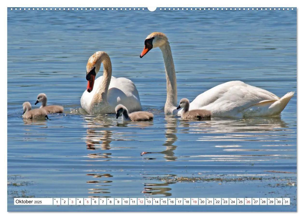 Bild: 9783435182176 | Chiemsee - Sommerferien am bayrischen Meer (Wandkalender 2025 DIN...