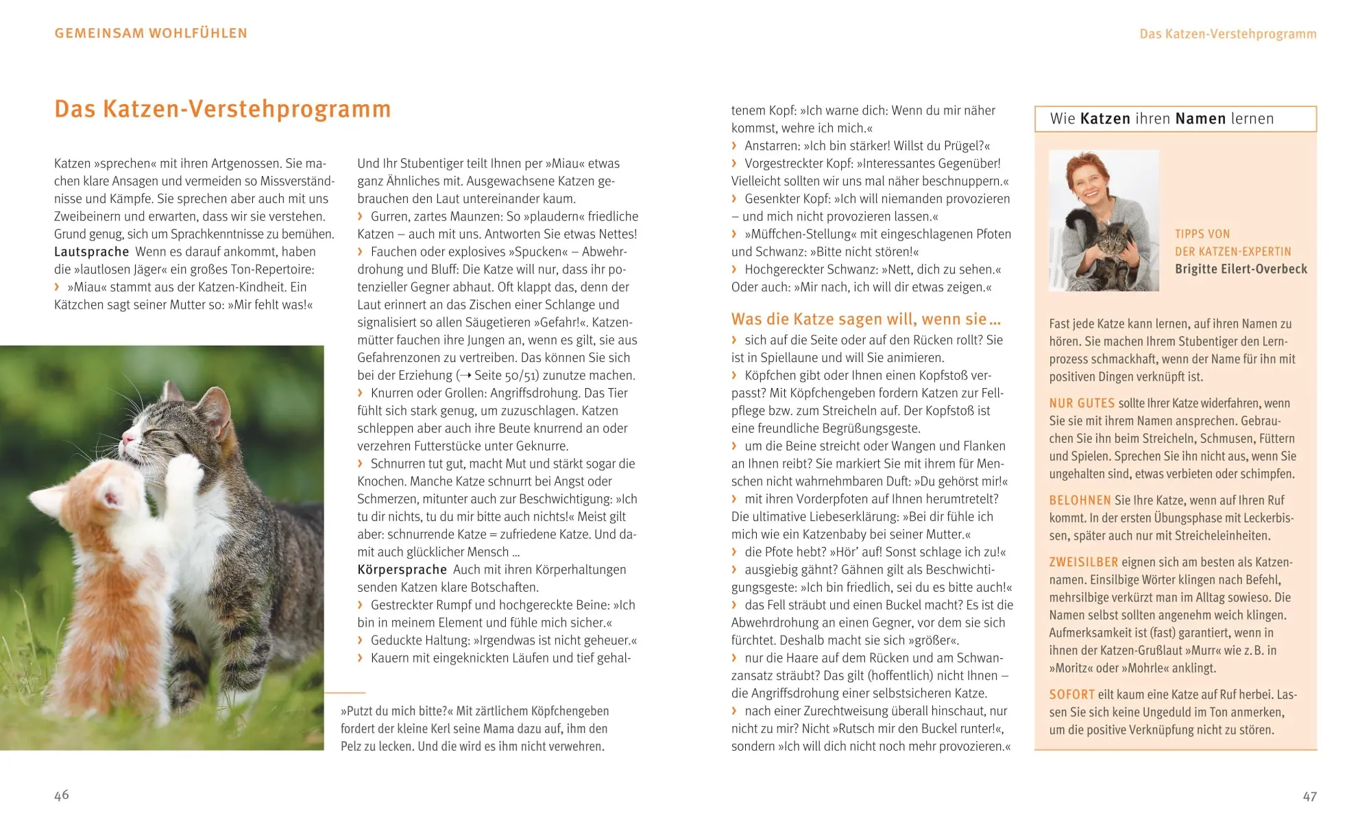 Bild: 9783833852176 | Katzen | Wohlfühl-Garantie für kleine und große Schnurrer | Buch