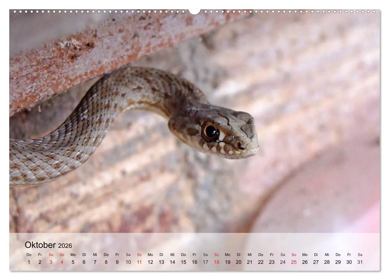 Bild: 9783516042276 | Kleine Reptilien (hochwertiger Premium Wandkalender 2026 DIN A2...