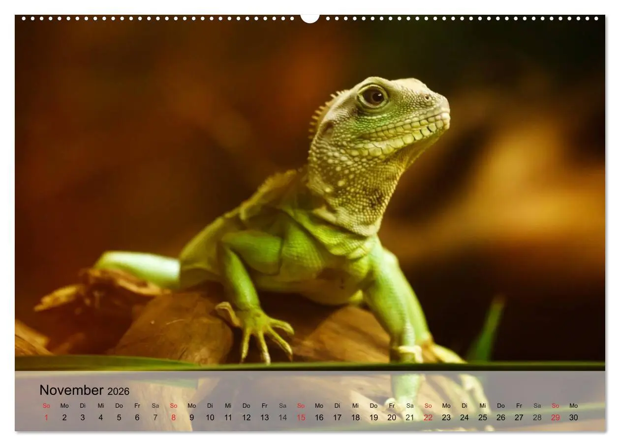 Bild: 9783516042276 | Kleine Reptilien (hochwertiger Premium Wandkalender 2026 DIN A2...