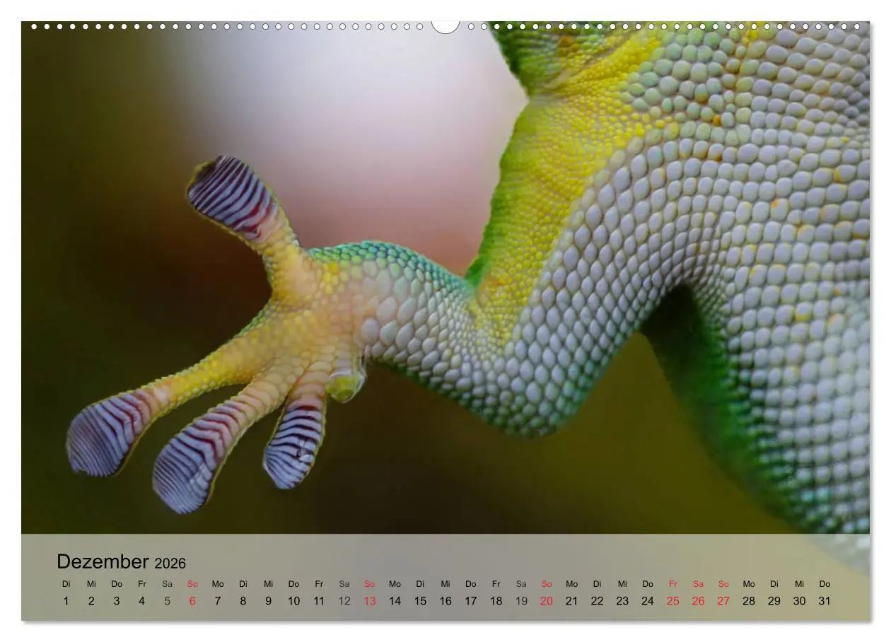 Bild: 9783516042276 | Kleine Reptilien (hochwertiger Premium Wandkalender 2026 DIN A2...