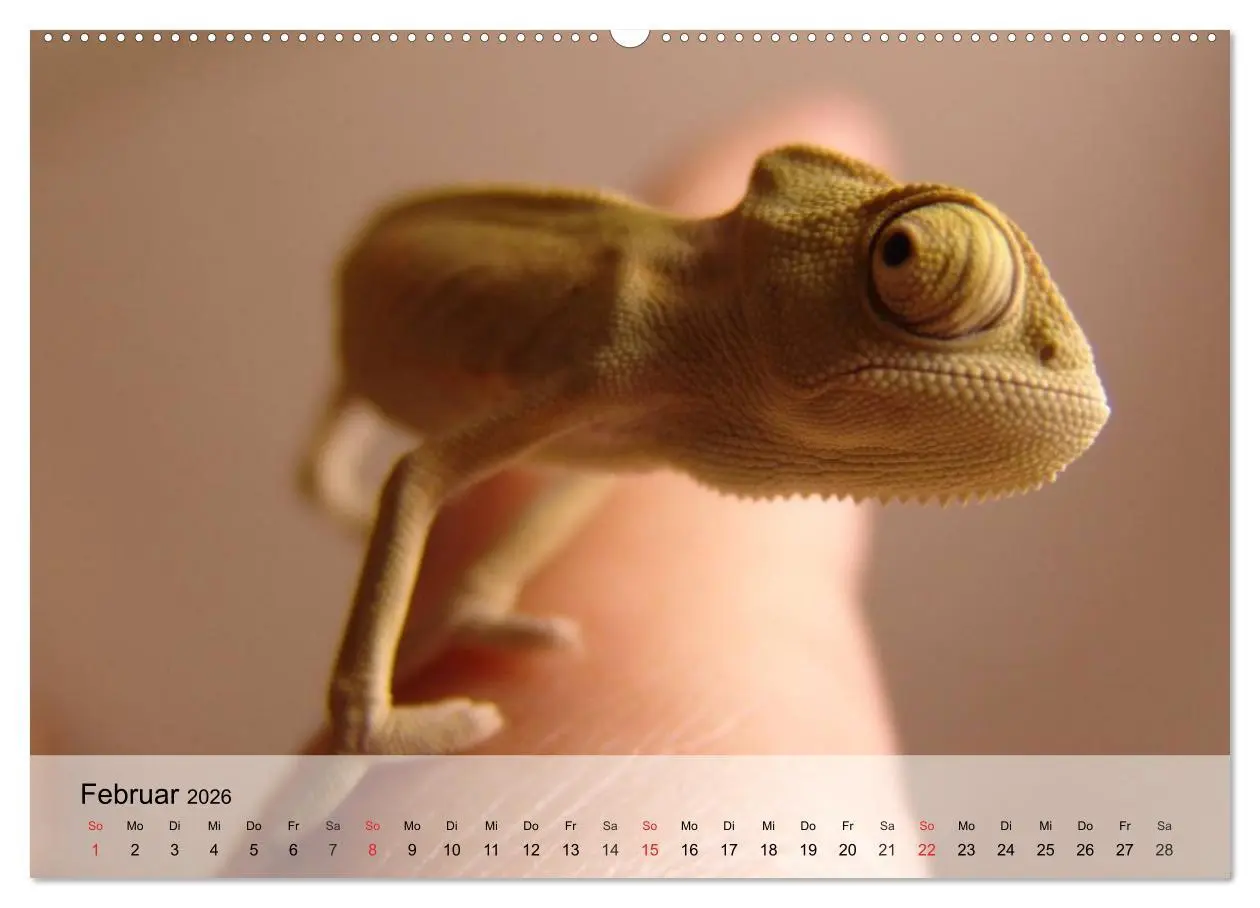 Bild: 9783516042276 | Kleine Reptilien (hochwertiger Premium Wandkalender 2026 DIN A2...