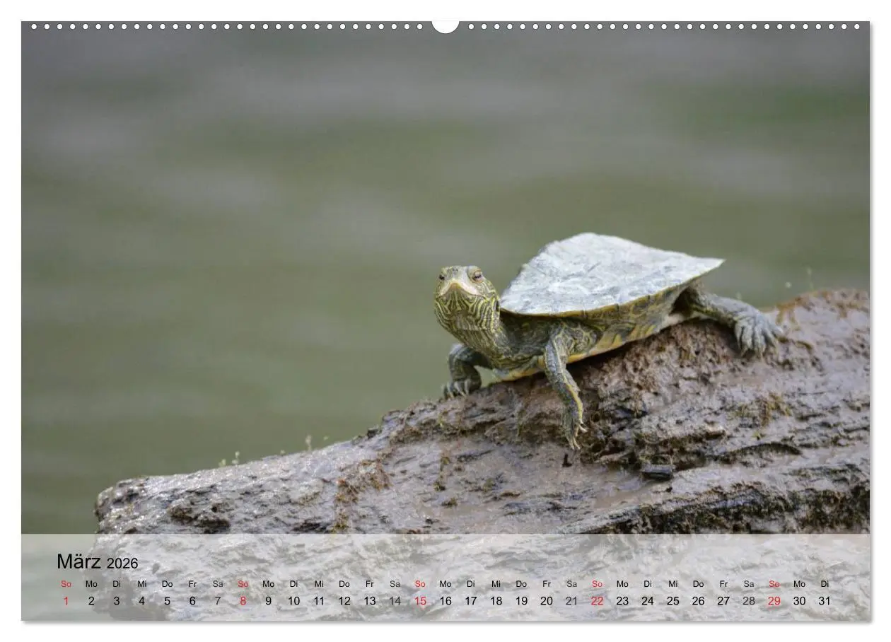 Bild: 9783516042276 | Kleine Reptilien (hochwertiger Premium Wandkalender 2026 DIN A2...
