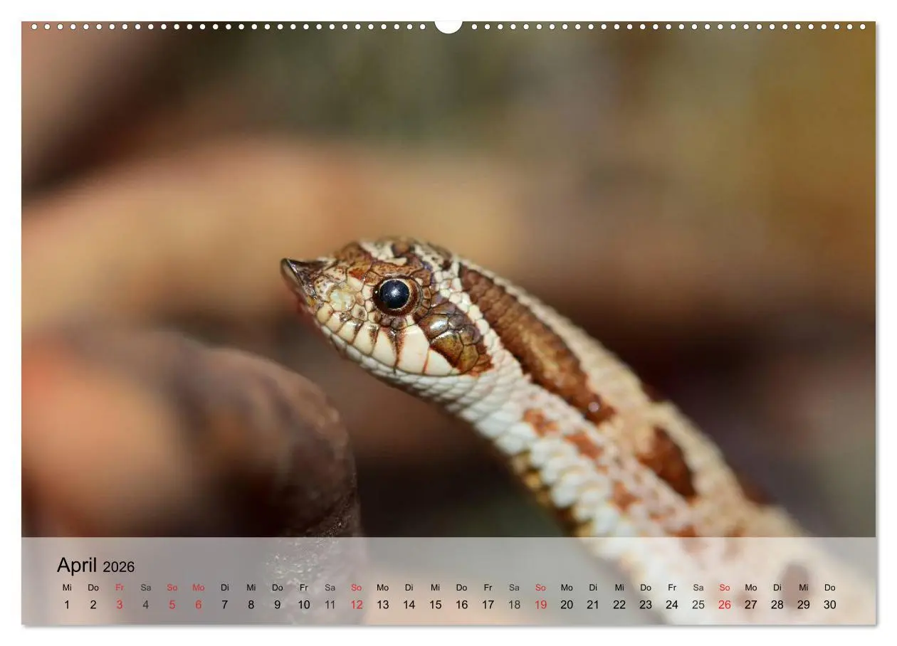 Bild: 9783516042276 | Kleine Reptilien (hochwertiger Premium Wandkalender 2026 DIN A2...