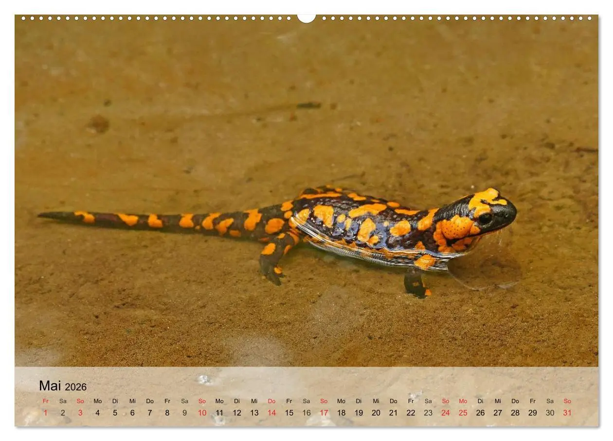 Bild: 9783516042276 | Kleine Reptilien (hochwertiger Premium Wandkalender 2026 DIN A2...