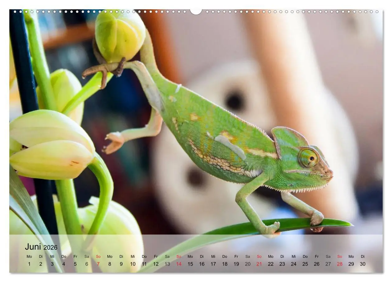 Bild: 9783516042276 | Kleine Reptilien (hochwertiger Premium Wandkalender 2026 DIN A2...