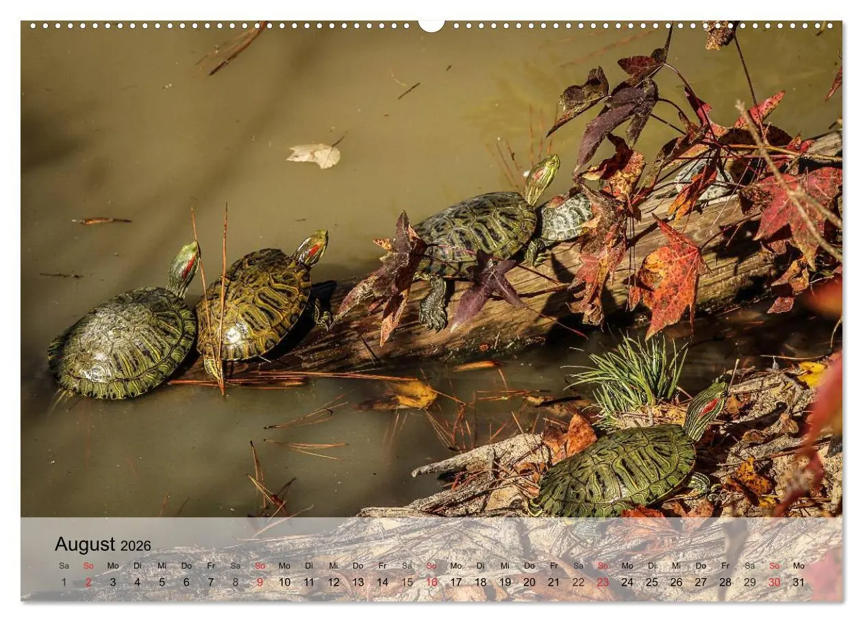 Bild: 9783516042276 | Kleine Reptilien (hochwertiger Premium Wandkalender 2026 DIN A2...