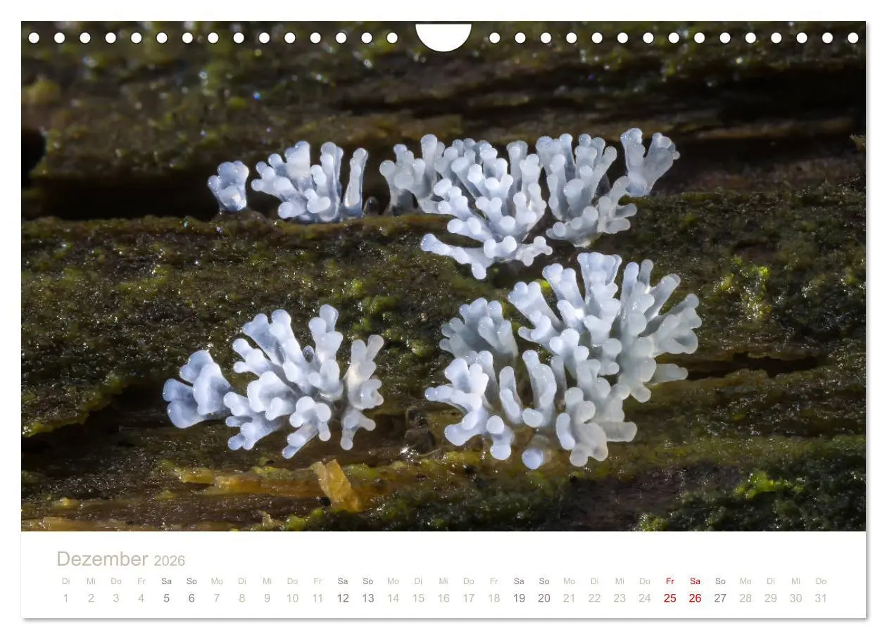 Bild: 9783457872376 | FASZINATION PILZE 2026 (Wandkalender 2026 DIN A4 quer), CALVENDO...
