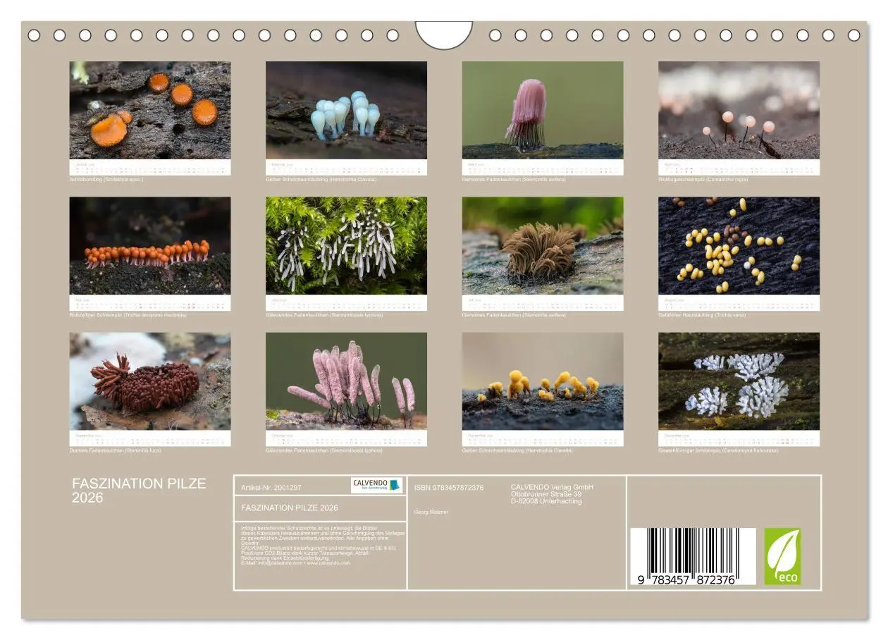 Bild: 9783457872376 | FASZINATION PILZE 2026 (Wandkalender 2026 DIN A4 quer), CALVENDO...