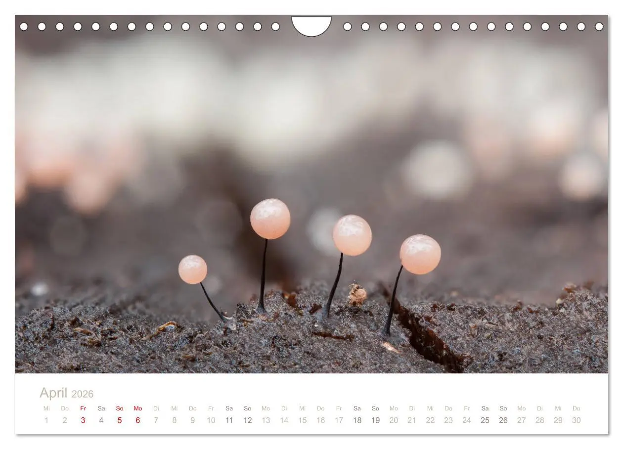 Bild: 9783457872376 | FASZINATION PILZE 2026 (Wandkalender 2026 DIN A4 quer), CALVENDO...