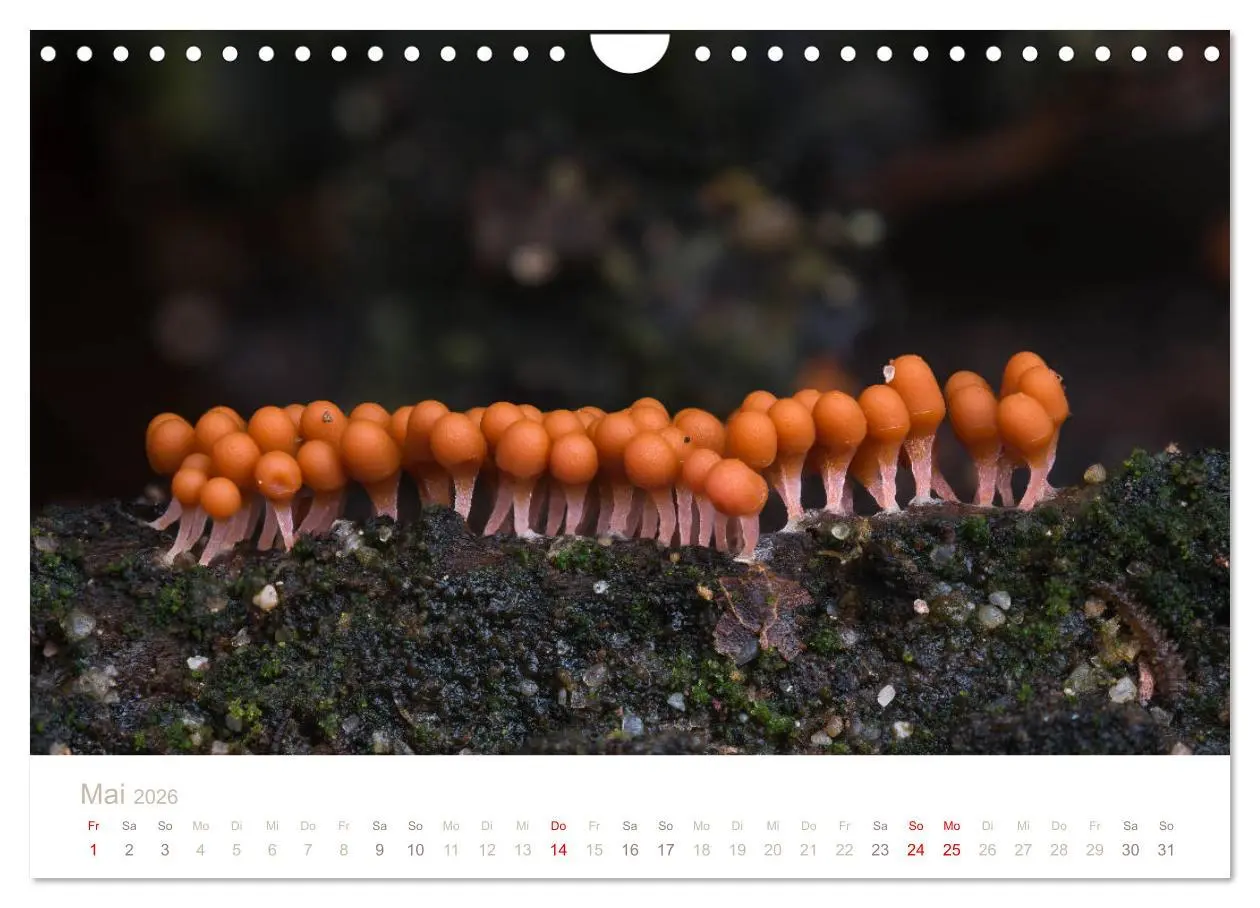 Bild: 9783457872376 | FASZINATION PILZE 2026 (Wandkalender 2026 DIN A4 quer), CALVENDO...