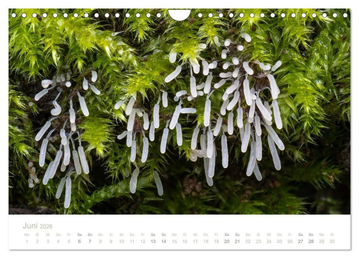 Bild: 9783457872376 | FASZINATION PILZE 2026 (Wandkalender 2026 DIN A4 quer), CALVENDO...