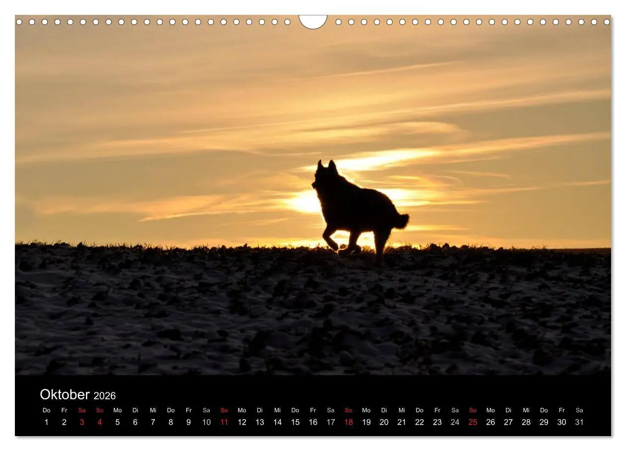 Bild: 9783516102376 | Sibirische Huskys aus Deutschland (Wandkalender 2026 DIN A3 quer),...