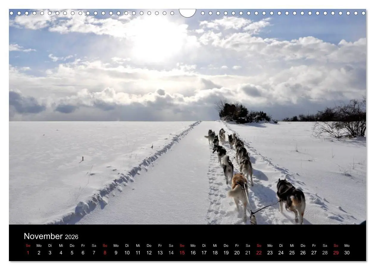 Bild: 9783516102376 | Sibirische Huskys aus Deutschland (Wandkalender 2026 DIN A3 quer),...