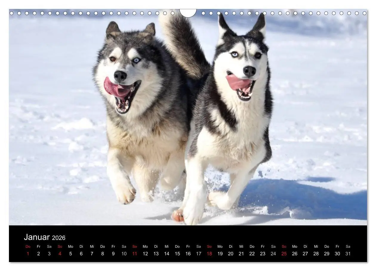 Bild: 9783516102376 | Sibirische Huskys aus Deutschland (Wandkalender 2026 DIN A3 quer),...
