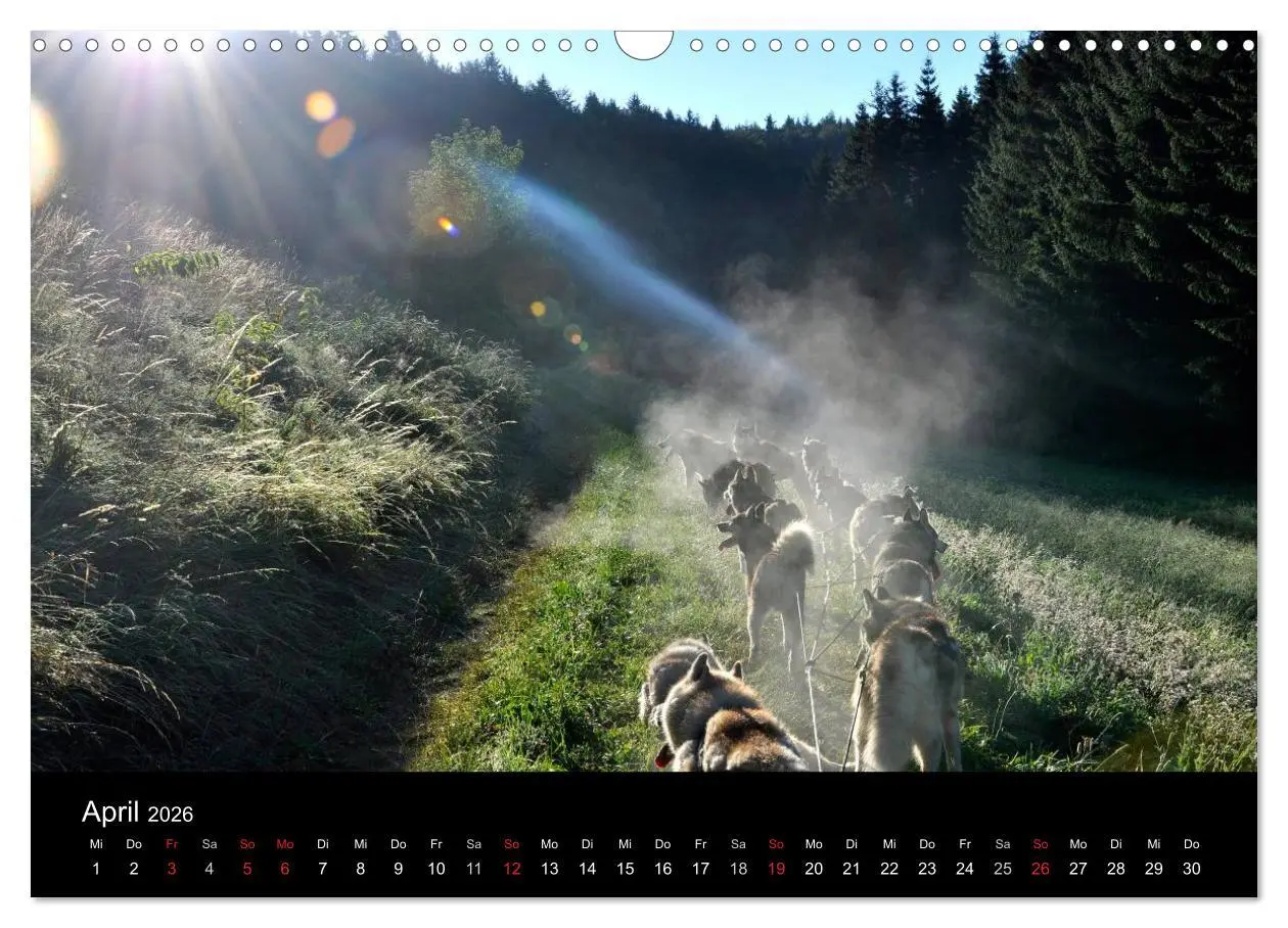 Bild: 9783516102376 | Sibirische Huskys aus Deutschland (Wandkalender 2026 DIN A3 quer),...