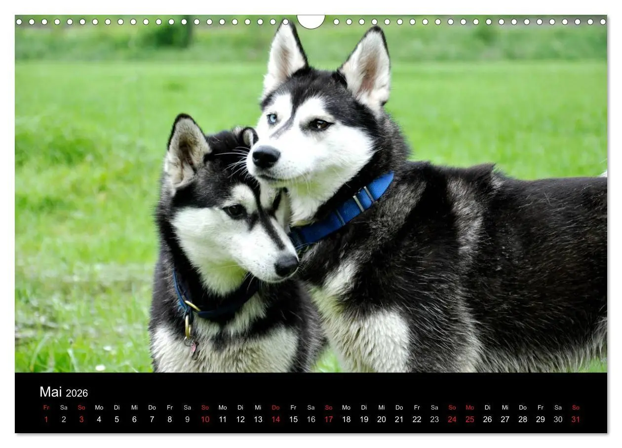 Bild: 9783516102376 | Sibirische Huskys aus Deutschland (Wandkalender 2026 DIN A3 quer),...