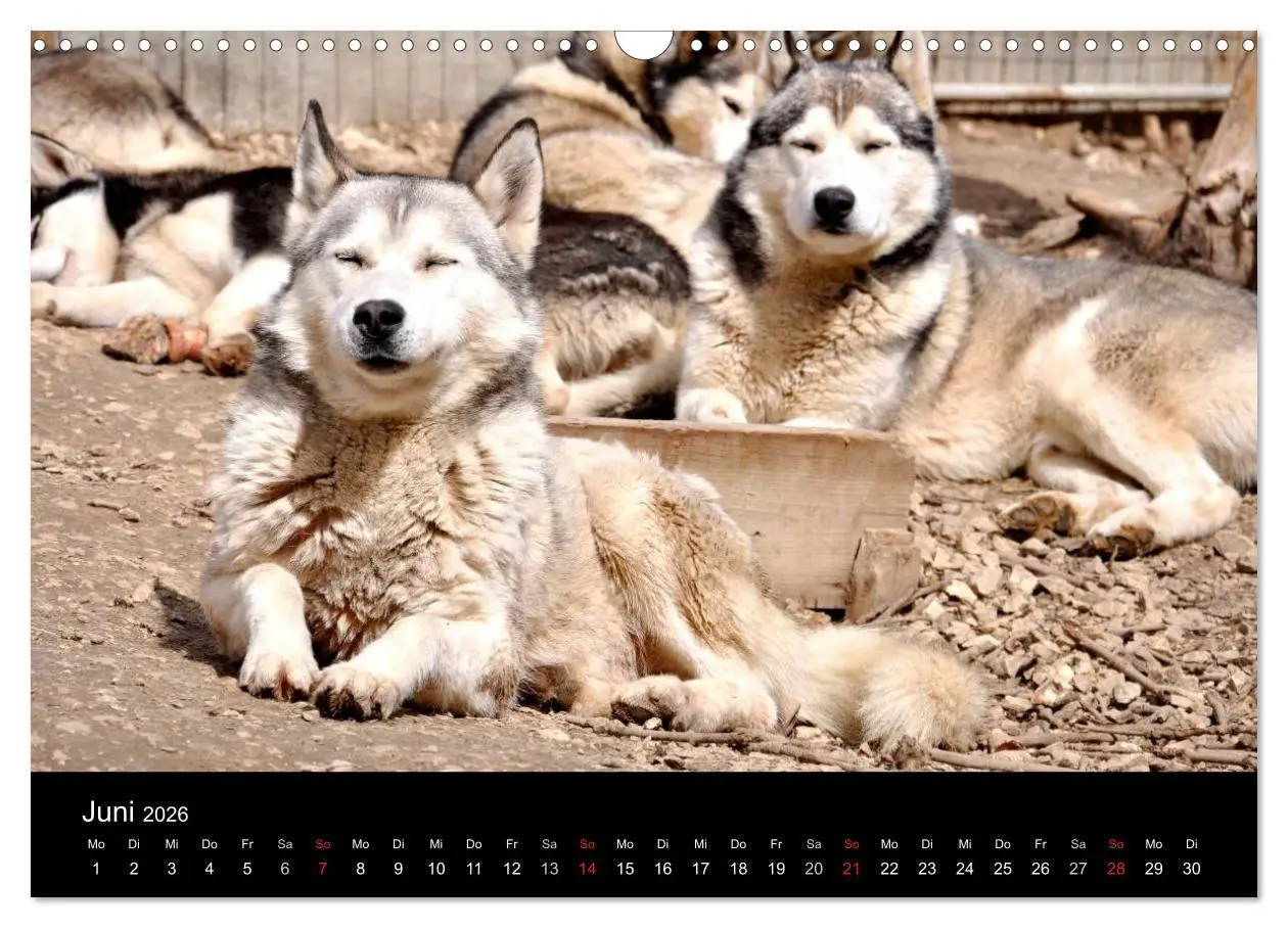 Bild: 9783516102376 | Sibirische Huskys aus Deutschland (Wandkalender 2026 DIN A3 quer),...