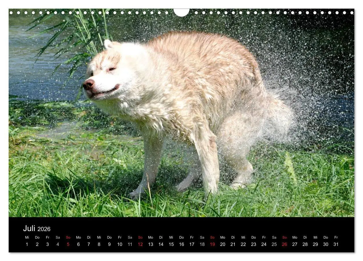 Bild: 9783516102376 | Sibirische Huskys aus Deutschland (Wandkalender 2026 DIN A3 quer),...