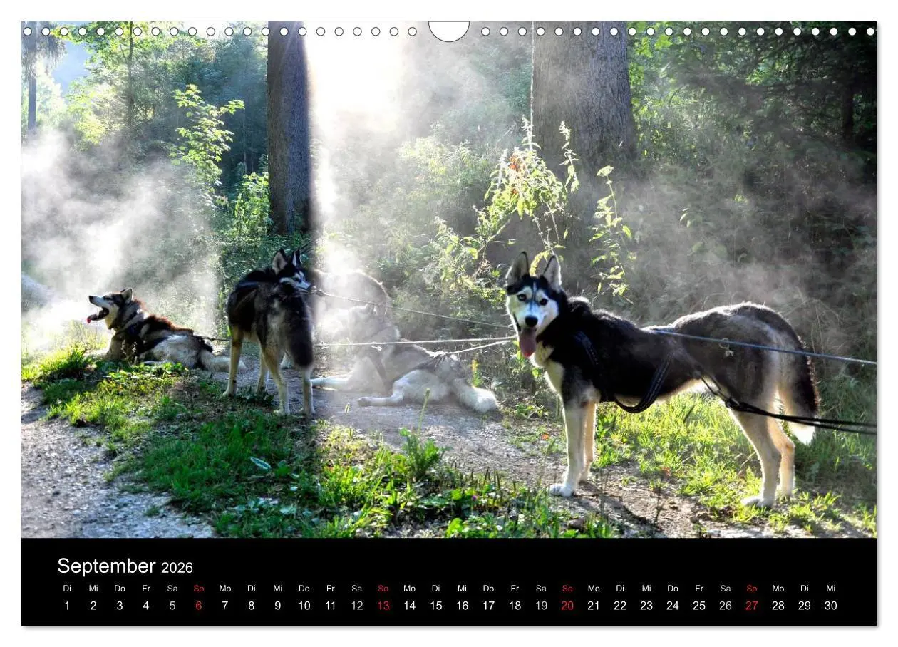 Bild: 9783516102376 | Sibirische Huskys aus Deutschland (Wandkalender 2026 DIN A3 quer),...