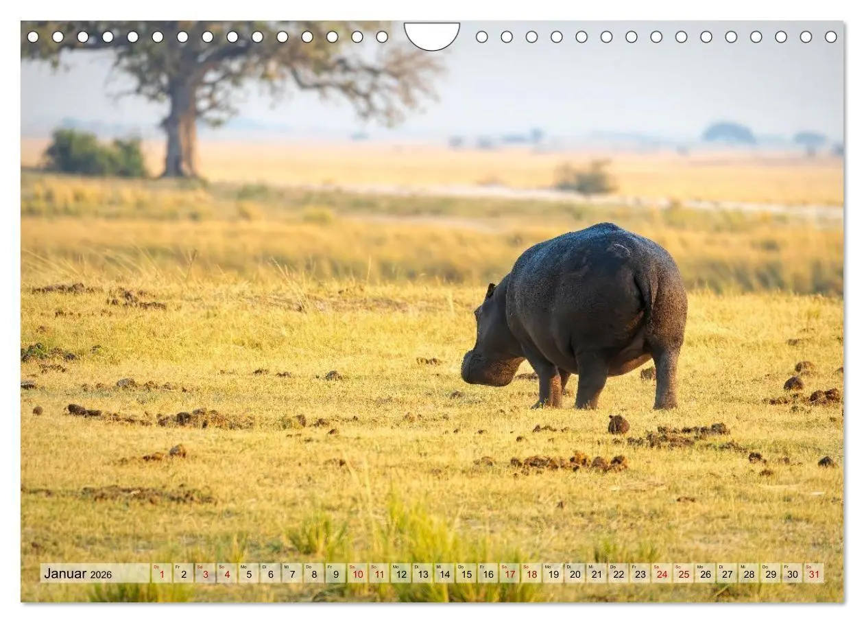 Bild: 9783516722376 | Namibia - Simbabwe - Botswana Leben zwischen Wüste und Wildnis...