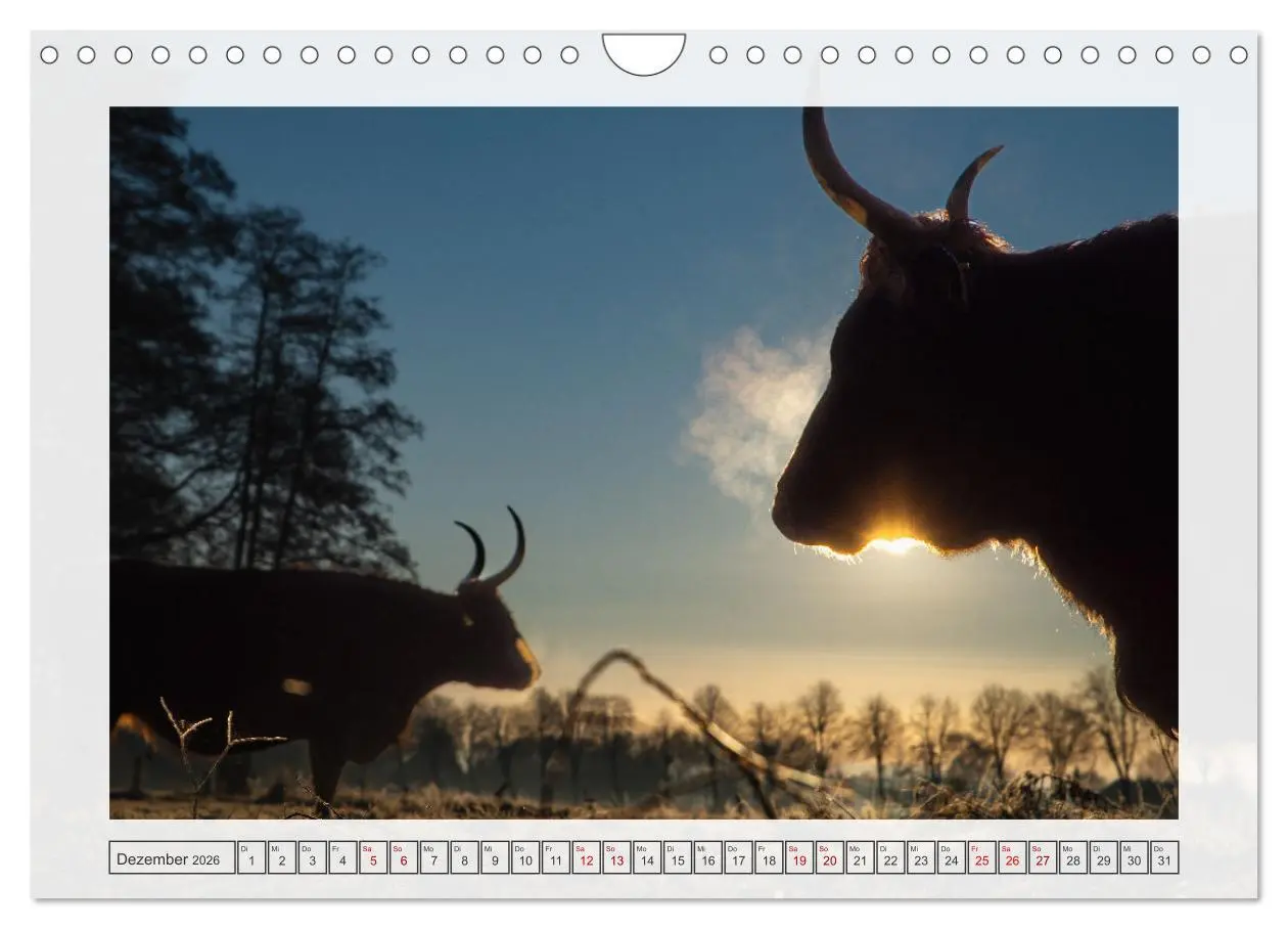 Bild: 9783457312476 | Naturpark Dümmer (Wandkalender 2026 DIN A4 quer), CALVENDO...