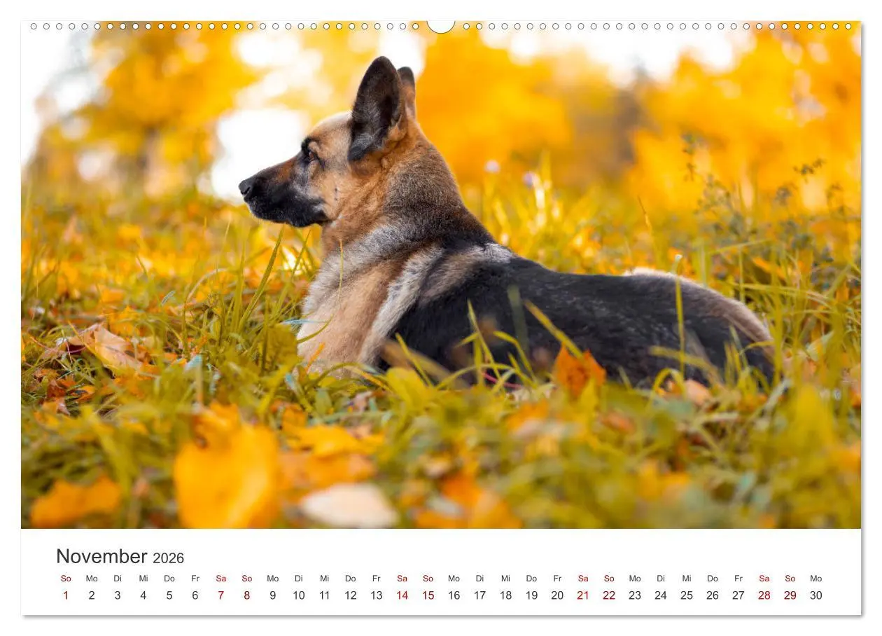 Bild: 9783457552476 | Schäferhunde - Die gutmütigen Wegbegleiter. (hochwertiger Premium...