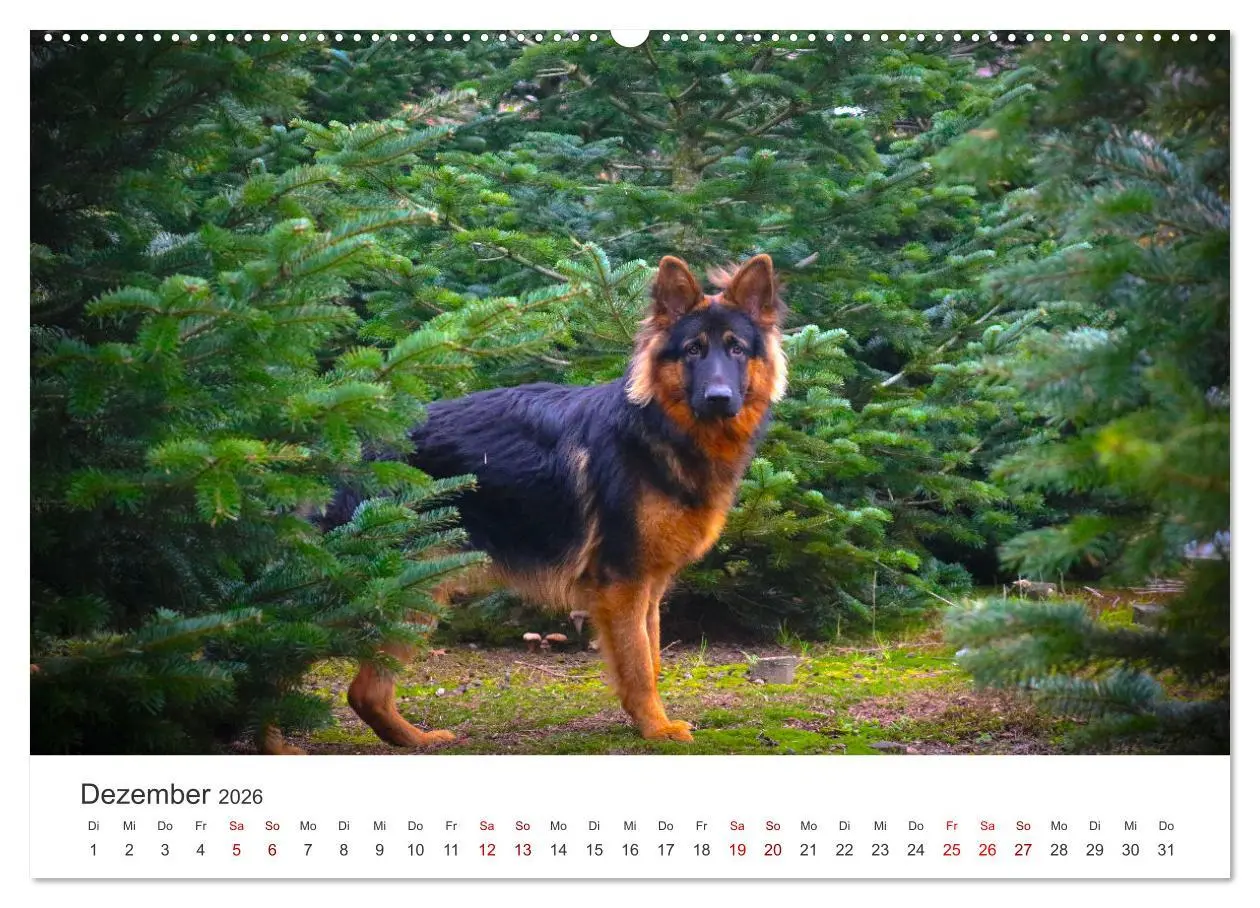 Bild: 9783457552476 | Schäferhunde - Die gutmütigen Wegbegleiter. (hochwertiger Premium...